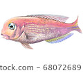Illustration of a red sea bream swimming 68072689