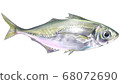 Illustration of a horse mackerel swimming 68072690