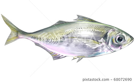 竹莢魚游泳的插圖 68072690