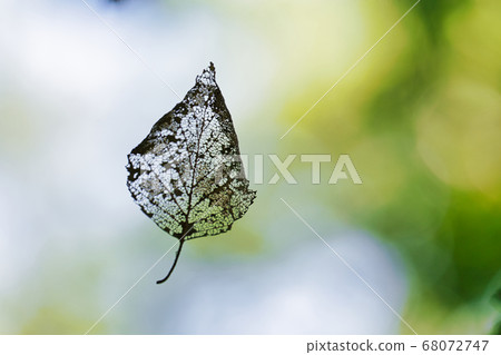 Lace leaf 68072747