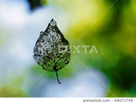Lace leaf Lace leaf 68072748