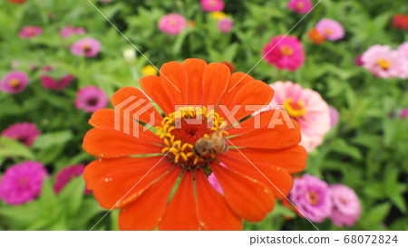 Lotus Lotus 68072824