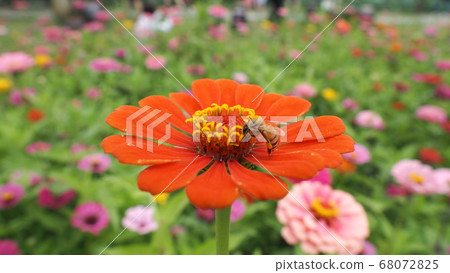 Lotus Lotus 68072825