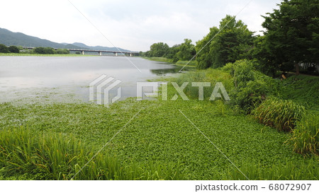 蓮花 蓮花 68072907