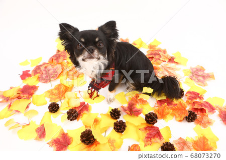 奇瓦瓦州與落葉的消聲器 68073270