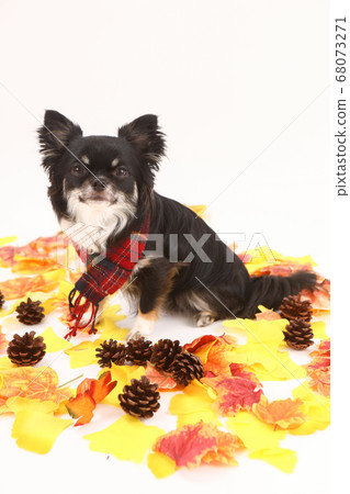 奇瓦瓦州與落葉的消聲器 68073271