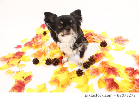 落葉中的長外套奇瓦瓦州 68073272