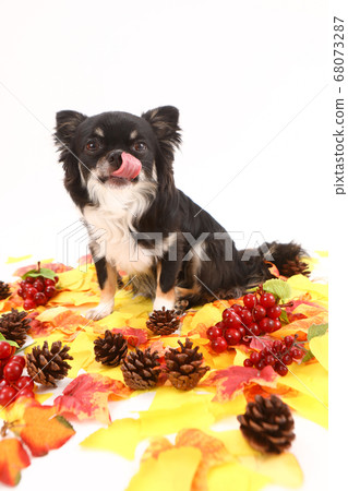 落葉中的長外套奇瓦瓦州 落葉中的長外套奇瓦瓦州 68073287