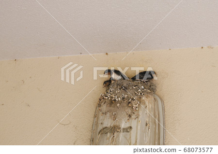 A swallow of a child waiting for the return of a parent swallow A swallow of a child waiting for the return of a parent swallow 68073577