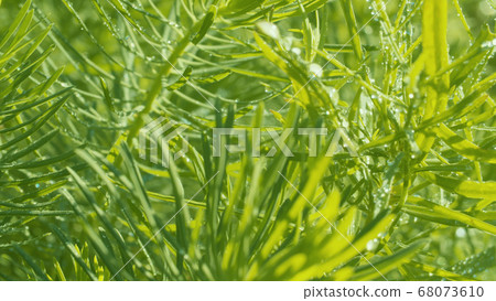 Green plant in water drops 68073610