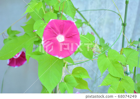 Morning glory flower 68074249