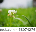 夏花（白三葉草） 68074276
