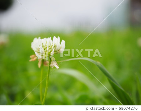 夏花(白三葉草) 夏花(白三葉草) 68074276