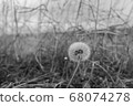 起毛 68074278