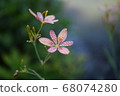 花 68074280