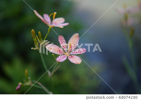 花 花 68074280