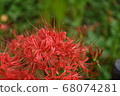 秋花 68074281