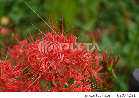 秋花 秋花 68074281