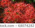 秋花 68074282