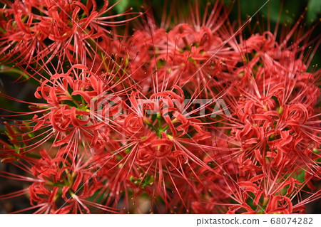 秋花 秋花 68074282