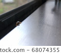 insect 68074355