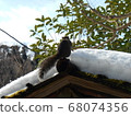 Squirrel in winter 68074356