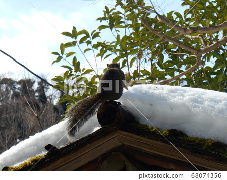 Squirrel in winter Squirrel in winter 68074356