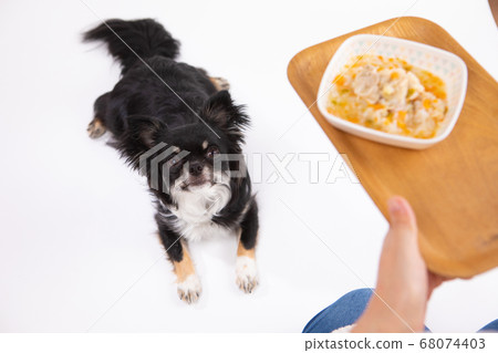 Chihuahua entrusted with rice Chihuahua entrusted with rice 68074403