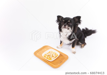 吉娃娃米飯 吉娃娃米飯 68074413