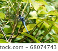 dragonfly 68074743