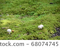 Moss and mushrooms 68074745