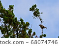 Sparrow 68074746