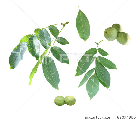 Branch with leaves and green walnuts Branch with leaves and green walnuts 68074999