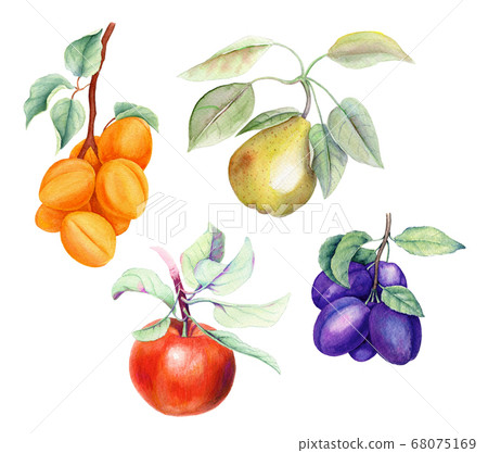 Set of fruits vintage watercolor illustration Set of fruits vintage watercolor illustration 68075169