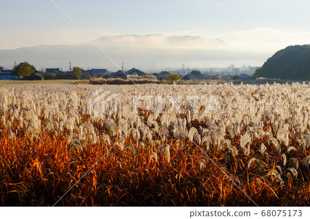 Japanese pampas grass and Wakakusa Mountain (Nara City, Nara Prefecture) Japanese pampas grass and Wakakusa Mountain (Nara City, Nara Prefecture) 68075173