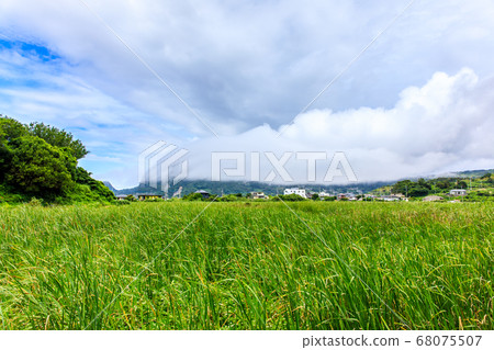 Fresh green Kurosaki Nagata Wetland Nature Park [Nagasaki City] 68075507