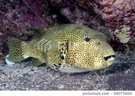 Moyoufugu 68075669