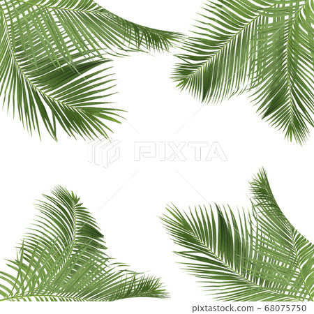 green palm leaves on white background green palm leaves on white background 68075750