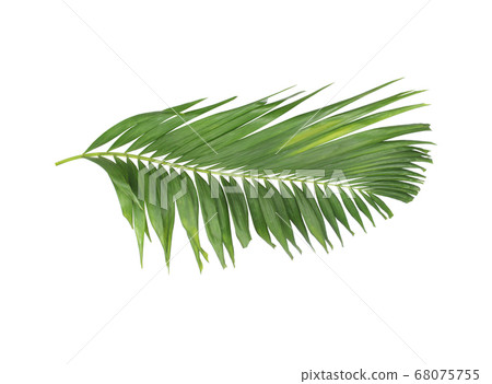 concept summer with green palm leaf from tropical 68075755