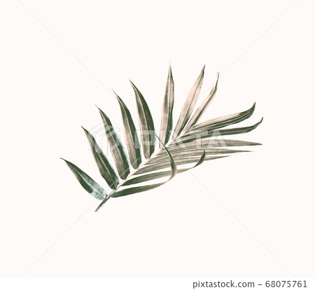 green leaf of palm tree isolated on white green leaf of palm tree isolated on white 68075761
