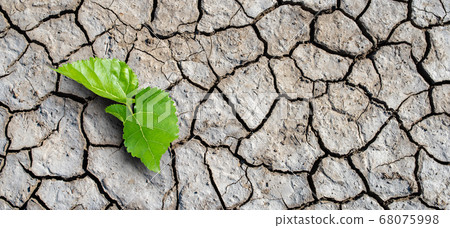 Dry land, Global warming and climate change concept. A new life start with the sprout of green leaves Recovery of the Nature. 68075998