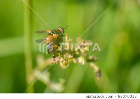 Two wasps on top of each other in the grass. Two wasps on top of each other in the grass. 68076018