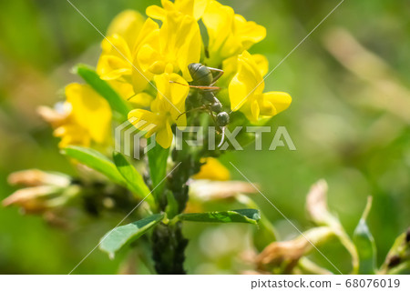 Ants on wildflowers, on a green background. Ants on wildflowers, on a green background. 68076019