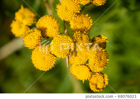 Beautiful yellow flower on a green background. Beautiful yellow flower on a green background. 68076021