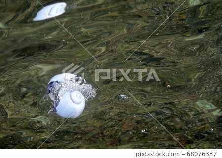 牽牛花漂浮在水面上 牽牛花漂浮在水面上 68076337