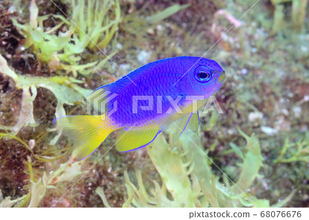 Solus medaka 68076676