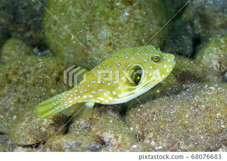 Young southern buffalo fish 68076683