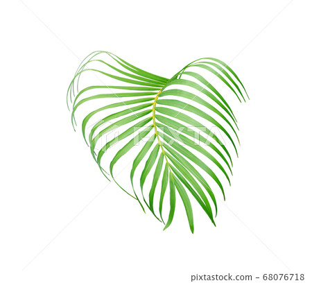 tropical green palm leaf tree isolated on white 68076718
