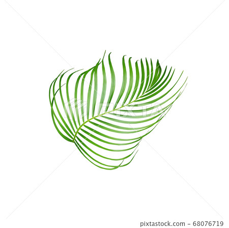 tropical green palm leaf tree isolated on white 68076719