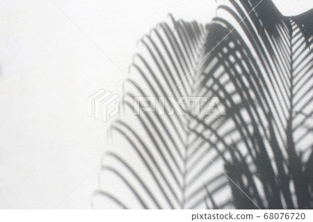 abstract background of shadows palm leaves on 68076720